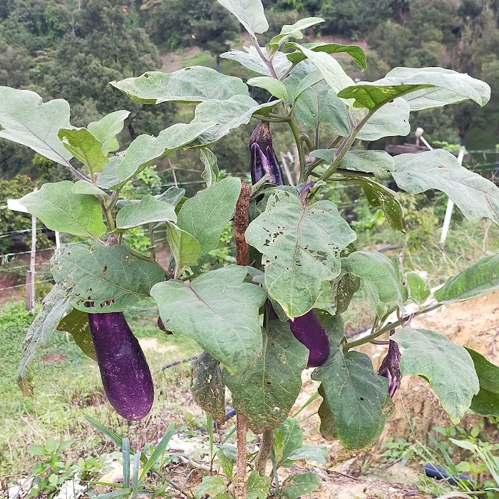 Durian & Papayas Farm Picture 8