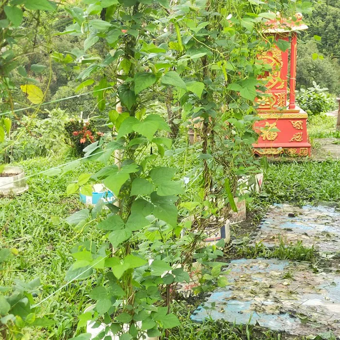 Durian & Papayas Farm Picture 10