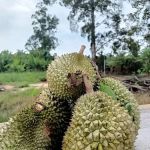 RUMAH KEBUN ZAKRE & MAZILA
