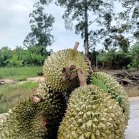 RUMAH KEBUN ZAKRE & MAZILA ico