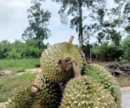 RUMAH KEBUN ZAKRE & MAZILA