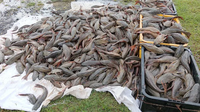 Denai Sungai Langat Picture 4