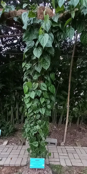 Kebun komuniti Picture 8