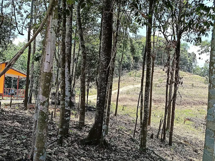 CCHPalmView Picture 2