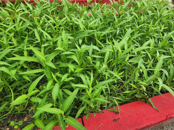 KEBUN KOMUNITI KRT TAMAN DAGANG F2A Picture 9