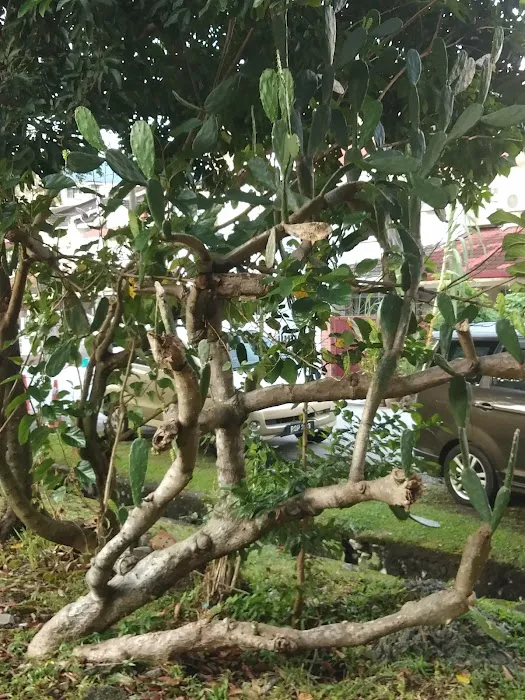 Garden Picture 7
