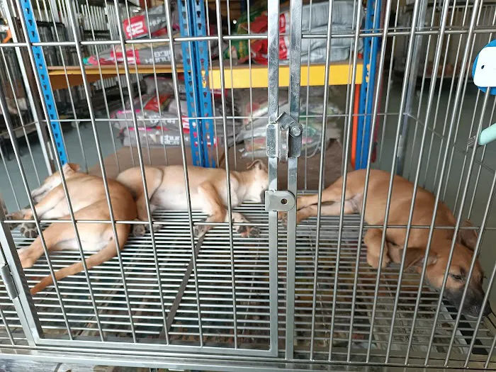 My Pets Haven - Setia Alam Picture 1
