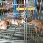 My Pets Haven - Setia Alam