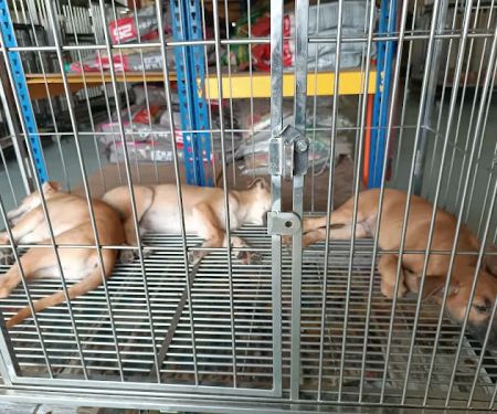 My Pets Haven - Setia Alam