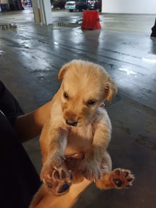 My Pets Haven - Setia Alam Picture 5