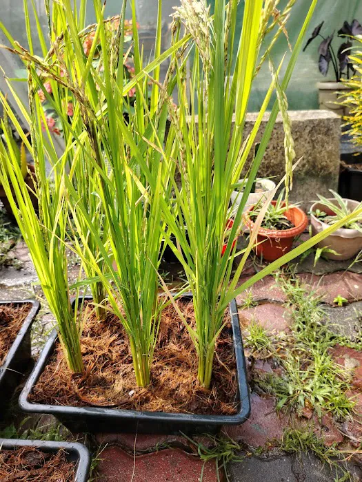 Kebun Komuniti Laman Hijau Picture 2