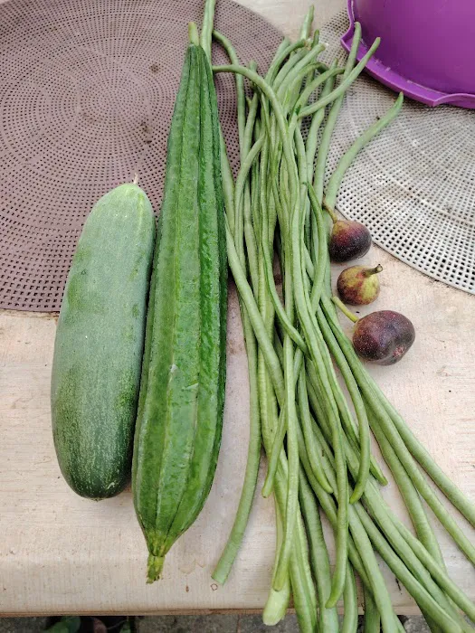 Kebun Komuniti Laman Hijau Picture 5
