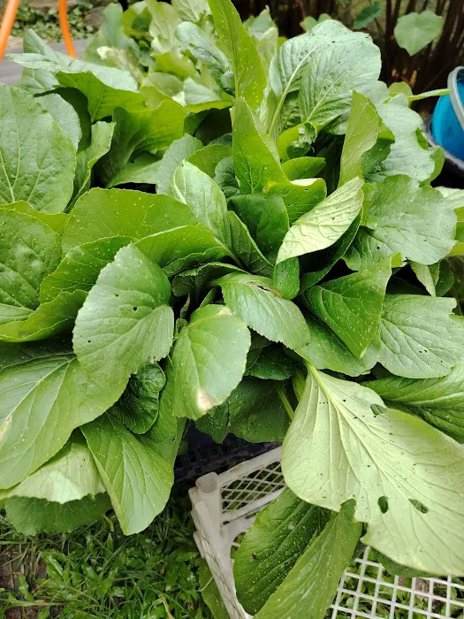 Kebun Komuniti Laman Hijau Picture 4