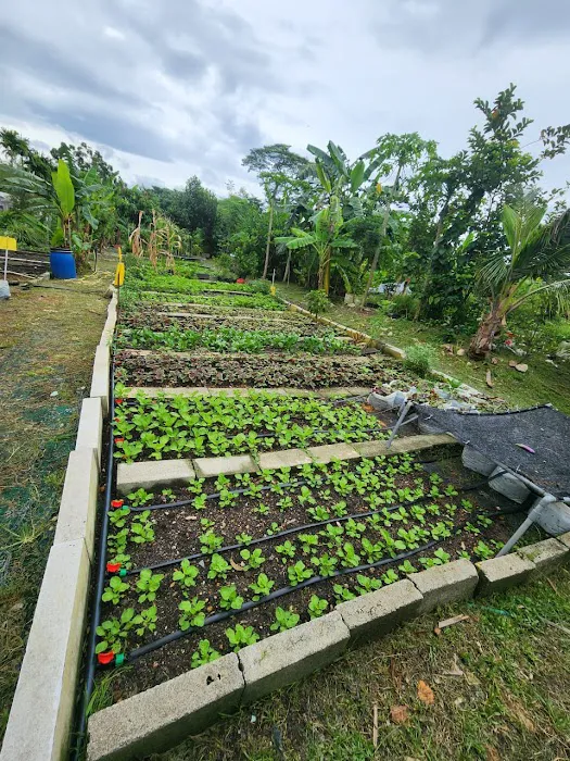 Kebun Komuniti Laman Hijau Picture 9