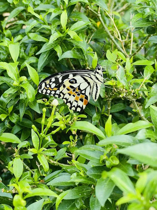 Ampang Jaya Garden Picture 1