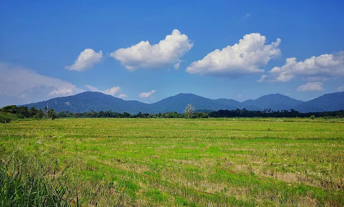 Kelompok Tanaman Padi Sg Buloh Picture 5