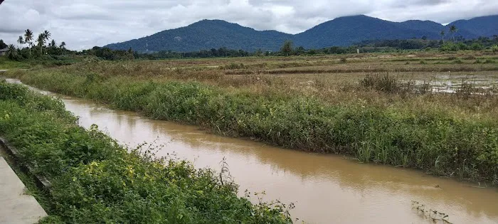 Kelompok Tanaman Padi Sg Buloh Picture 1