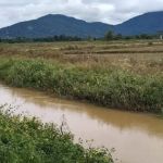 Kelompok Tanaman Padi Sg Buloh
