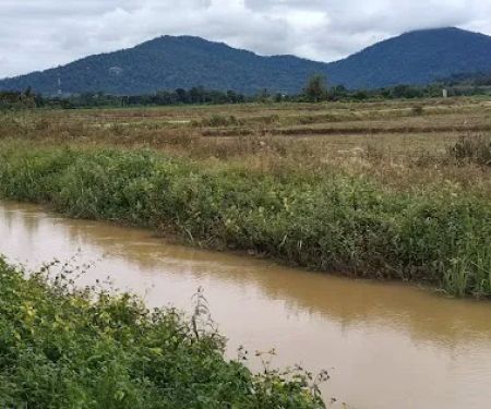 Kelompok Tanaman Padi Sg Buloh