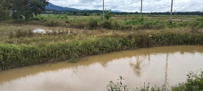 Kelompok Tanaman Padi Sg Buloh Picture 7