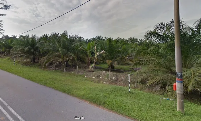 Ladang Arwah Hj Sharit Picture 1