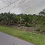 Ladang Arwah Hj Sharit