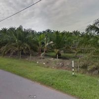 Ladang Arwah Hj Sharit ico