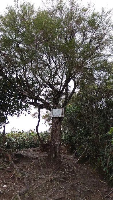 Kem Bonsai Picture 6