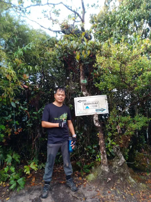 Kem Bonsai Picture 10