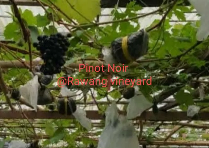 Mamsgarden Picture 2