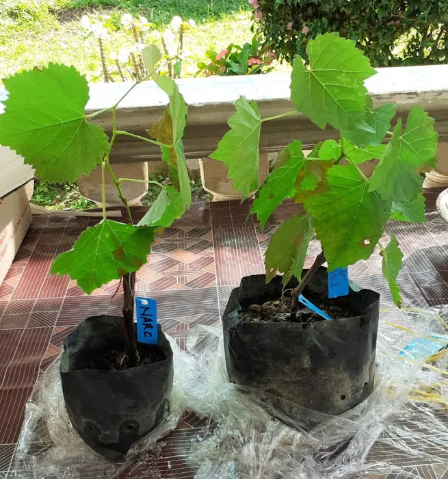 Mamsgarden Picture 4