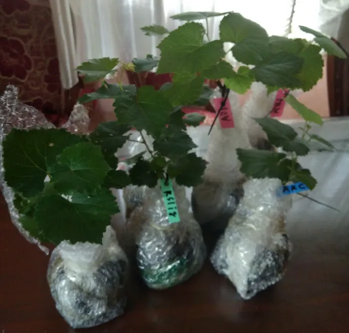 Mamsgarden Picture 3