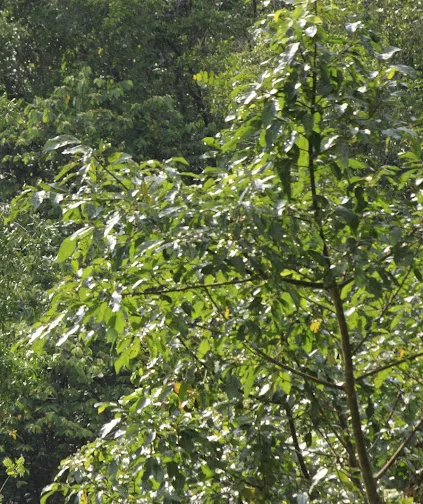 Forest Reserve (BK5B) Picture 4
