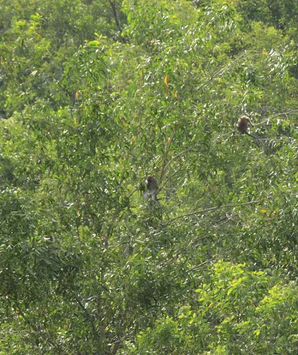 Forest Reserve (BK5B) Picture 3