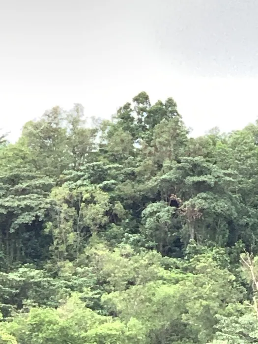 Forest Reserve (BK5B) Picture 6