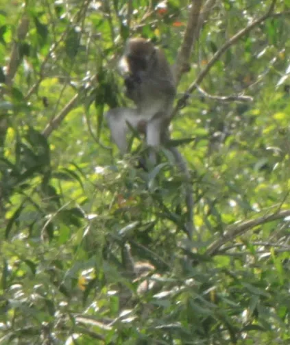 Forest Reserve (BK5B) Picture 2