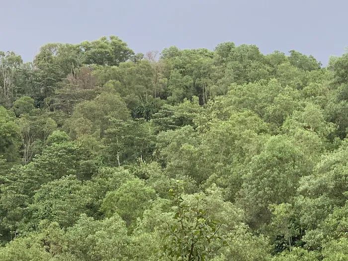 Forest Reserve (BK5B) Picture 5