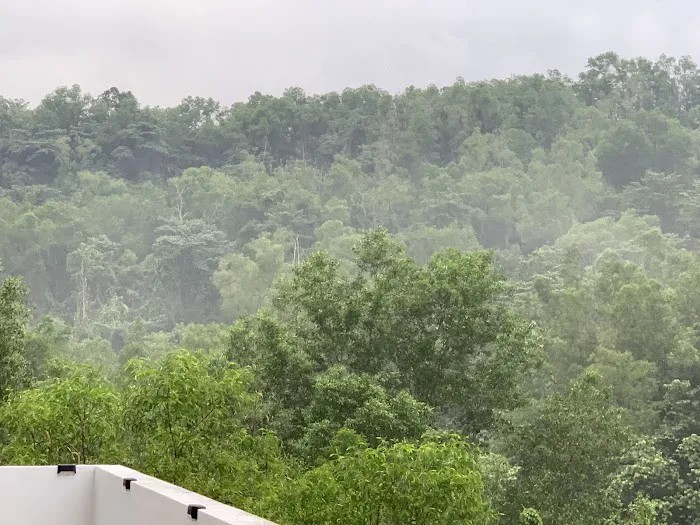 Forest Reserve (BK5B) Picture 1