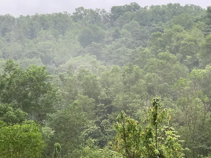 Forest Reserve (BK5B) Picture 7