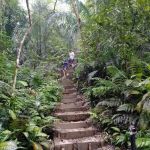 Bukit Gasing Hiking Trail