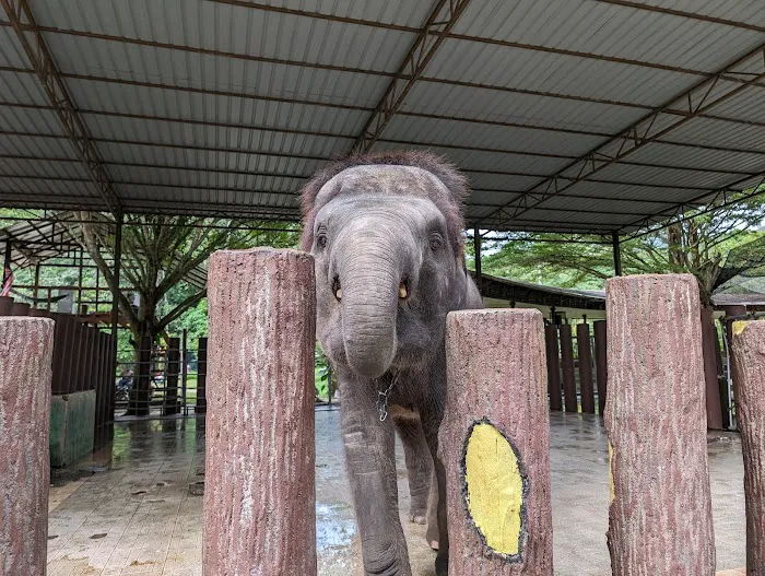 Tengku Hassanal Wildlife Reserve Picture 1