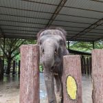 Tengku Hassanal Wildlife Reserve