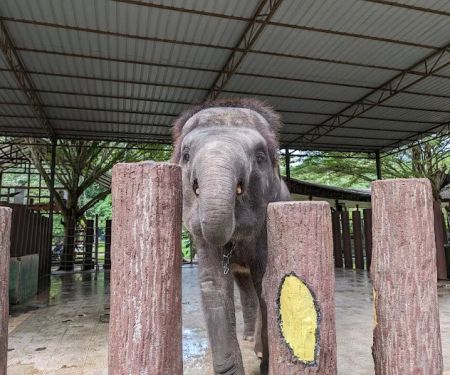 Tengku Hassanal Wildlife Reserve