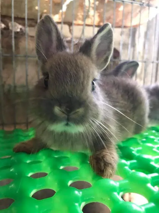 Kal Rabbitry Picture 5