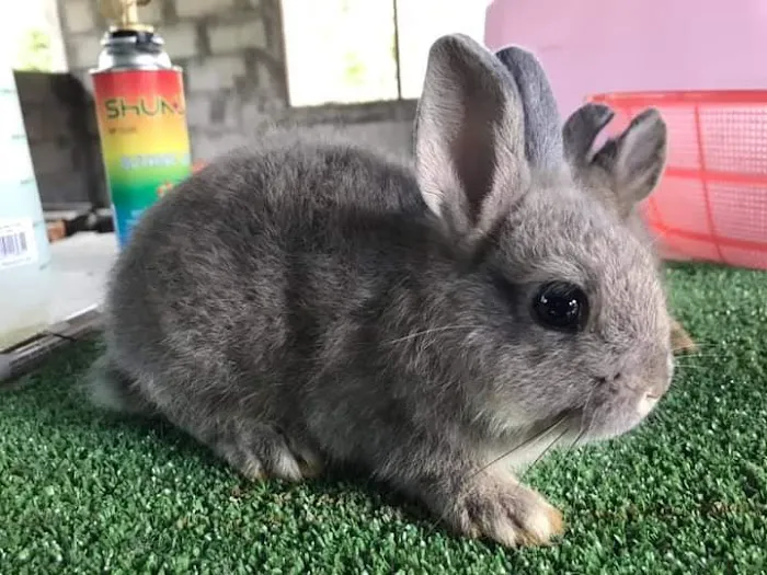 Kal Rabbitry Picture 2