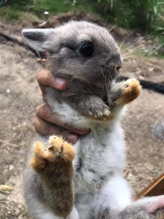 Kal Rabbitry Picture 1