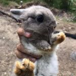 Kal Rabbitry
