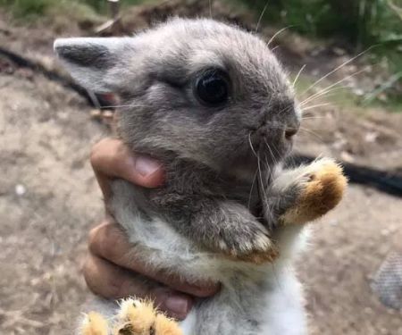 Kal Rabbitry
