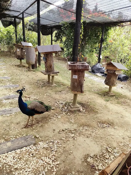 Bilut Valley Bee Farm Picture 7