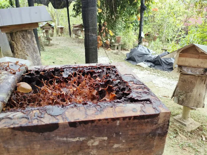 Bilut Valley Bee Farm Picture 8